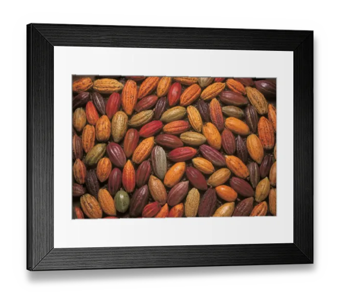 Framed Print : Cocoa pods Framed Print : Cocoa pods