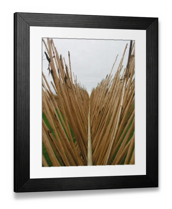 Framed Print : Willows and Wetlands Centre, Stoke St Gregory, Somerset Framed Print : Willows and Wetlands Centre, Stoke St Gregory, Somerset