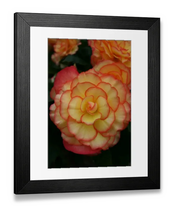Framed Print : Begonia. For commercial use please contact Photoslot at