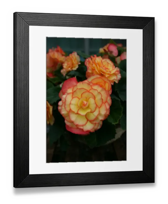 Framed Print : Begonia. For commercial use please contact Photoslot at Framed Print : Begonia. For commercial use please contact Photoslot at