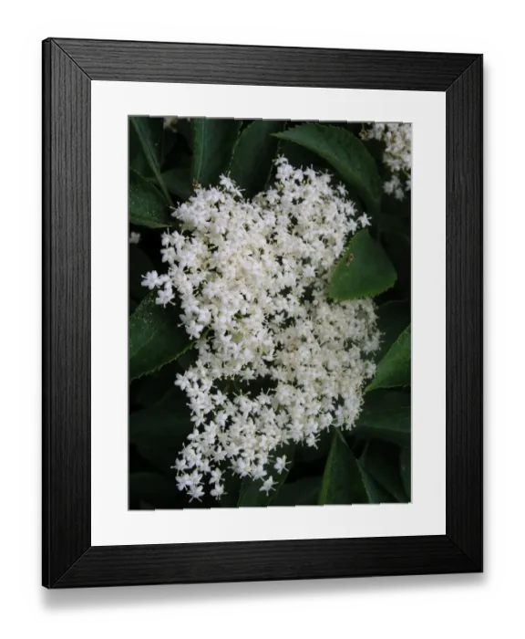 Framed Print : Elderflower Framed Print : Elderflower