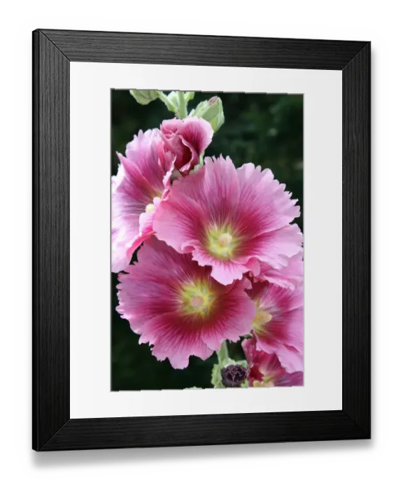 Framed Print : Hollyhock. For commercial use please contact Photoslot at Framed Print : Hollyhock. For commercial use please contact Photoslot at