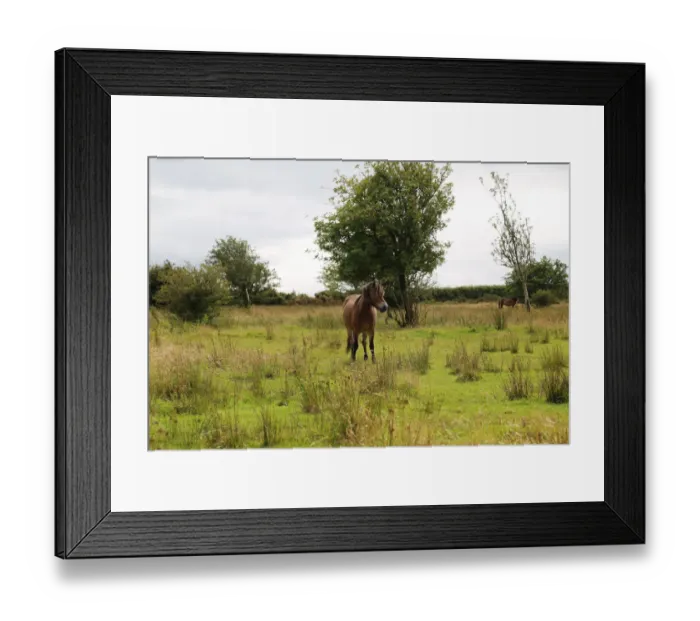 Framed Print : Exmoor pony, Somerset, UK