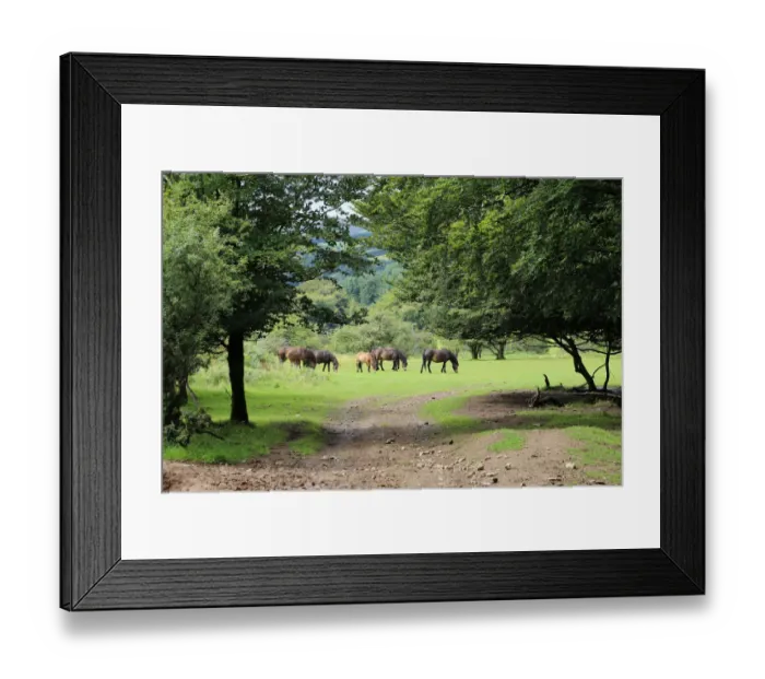 Framed Print : Exmoor ponies, Somerset, UK Framed Print : Exmoor ponies, Somerset, UK