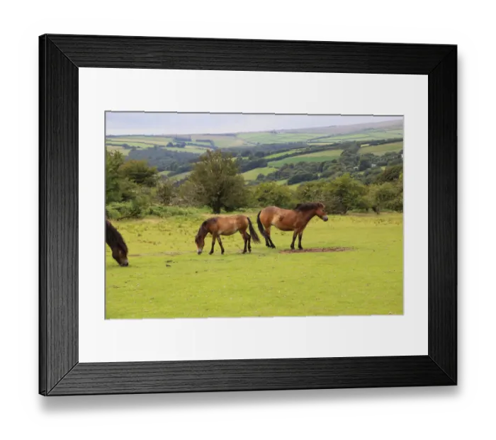 Framed Print : Exmoor ponies, Somerset, UK Framed Print : Exmoor ponies, Somerset, UK