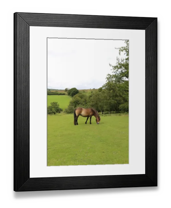 Framed Print : Exmoor pony, Somerset, UK Framed Print : Exmoor pony, Somerset, UK