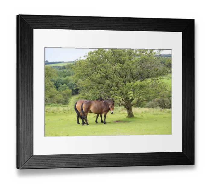 Framed Print : Exmoor ponies, Somerset, UK