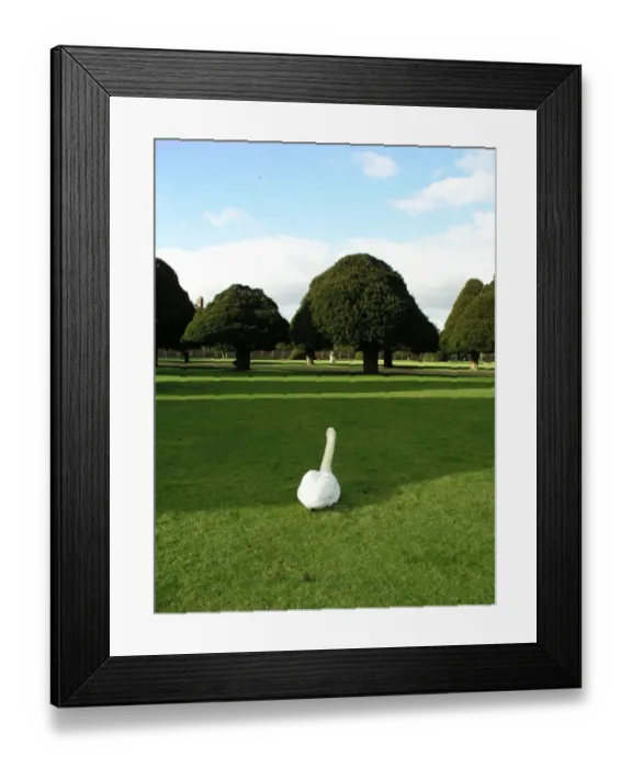 Framed Print : Swan at Hampton Court Palace, Surrey Framed Print : Swan at Hampton Court Palace, Surrey