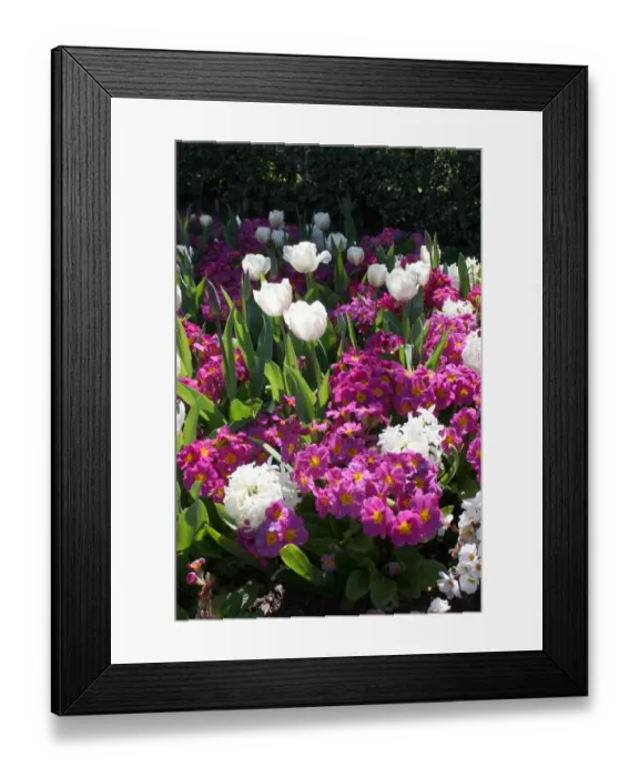 Framed Print : Mixed spring flowers in flower bed