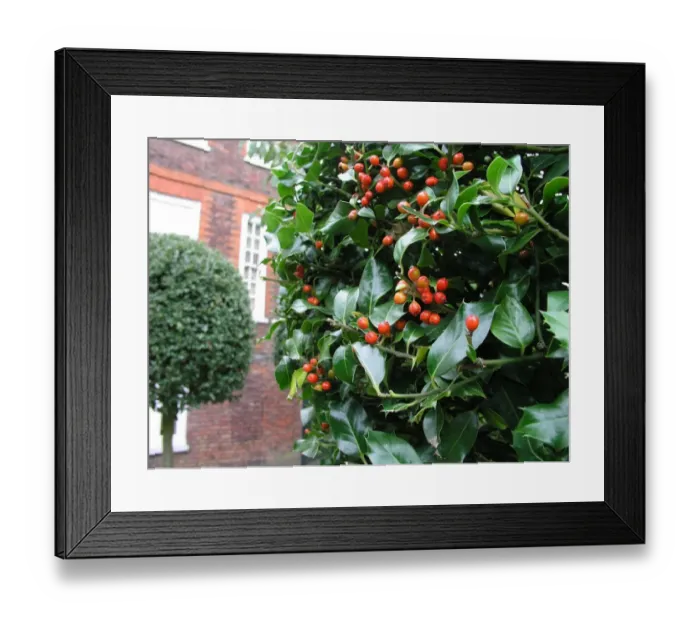 Framed Print : Holly tree Framed Print : Holly tree