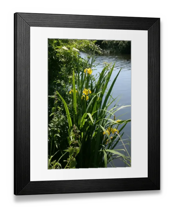 Framed Print : Irises growing on river bank at Canal Bank, Exeter, Devon UK