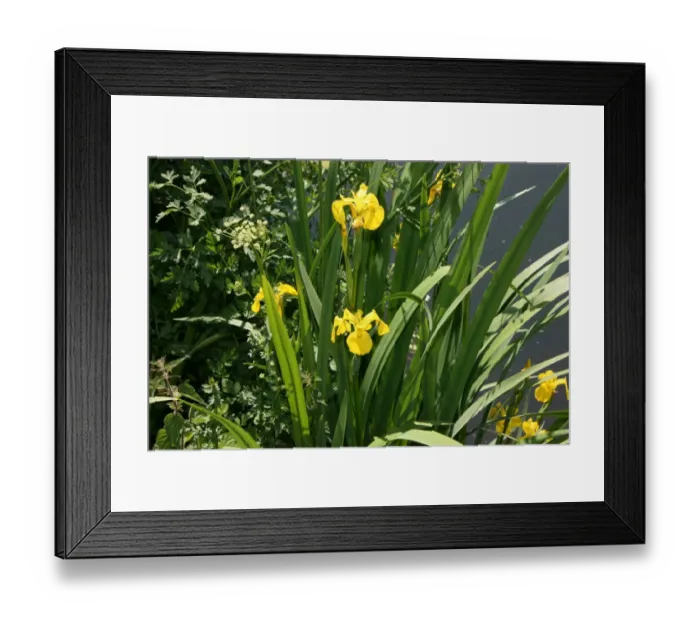 Framed Print : Irises growing on river bank at Canal Bank, Exeter, Devon UK