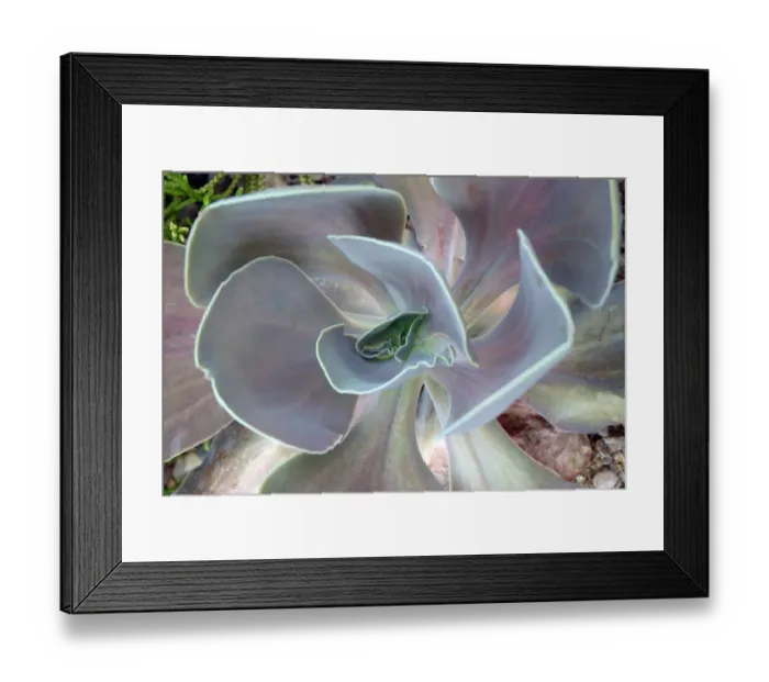 Framed Print : Aloe For commercial use please contact Photoslot at Framed Print : Aloe For commercial use please contact Photoslot at