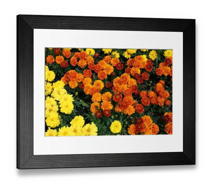 Framed Print : Marigold. For commercial use please contact Photoslot at