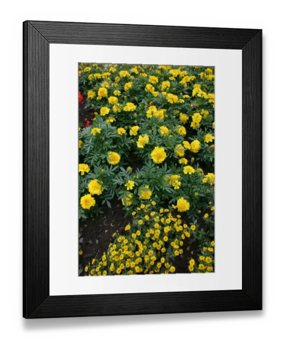 Framed Print : Marigolds and daisies