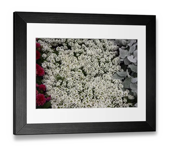 Framed Print : Alysium. For commercial use please contact Photoslot at