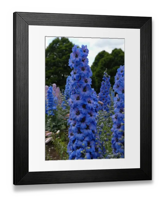 Framed Print : Delphinium Framed Print : Delphinium