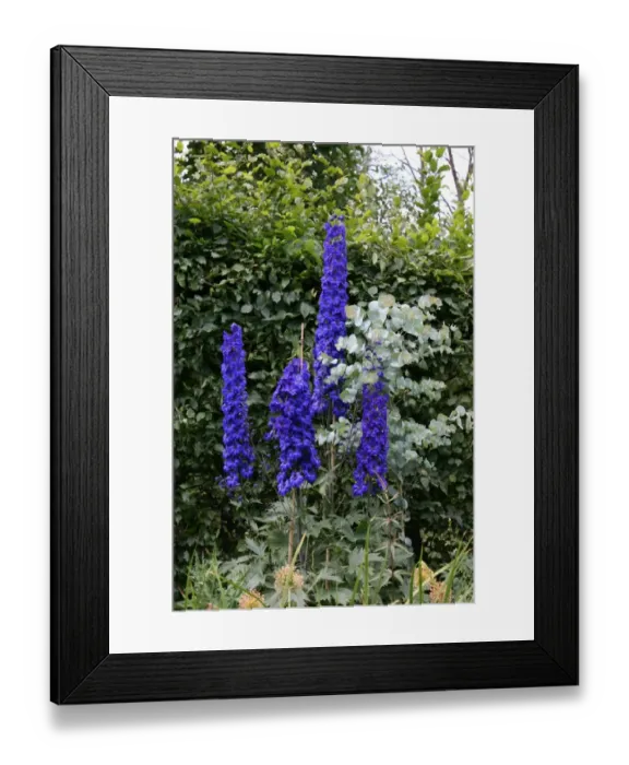 Framed Print : Delphinium Framed Print : Delphinium