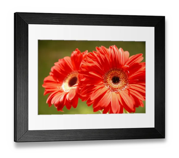 Framed Print : Jerbera (Rights managed) Size: 5222 x 3482 pix 17. 407 x 11. 606 300dpi Framed Print : Jerbera (Rights managed) Size: 5222 x 3482 pix 17. 407 x 11. 606 300dpi