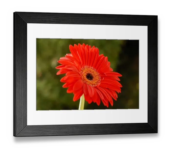 Framed Print : Jerbera (Rights managed) Size: 5222 x 3482 pix 17. 407 x 11. 606 300dpi Framed Print : Jerbera (Rights managed) Size: 5222 x 3482 pix 17. 407 x 11. 606 300dpi
