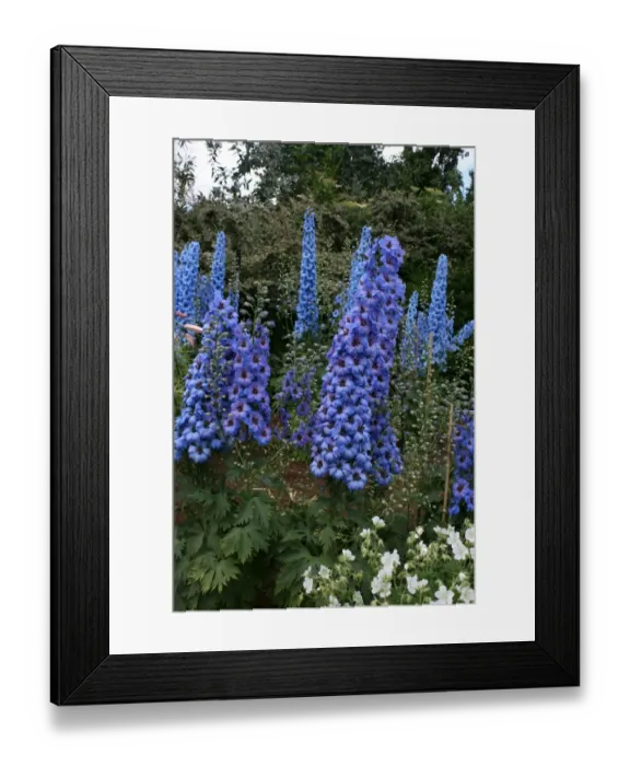 Framed Print : Lupin (Rights managed) Size: 5222 x 3482 pix 17. 407 x 11. 606 300dpi