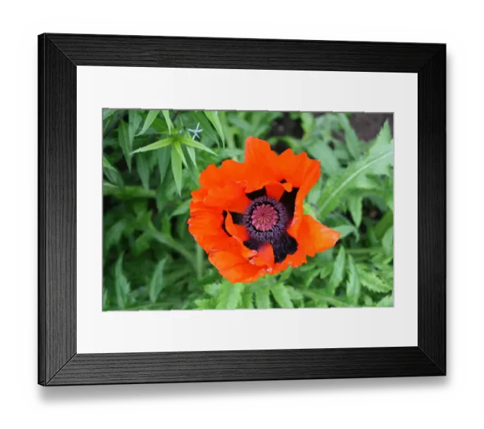 Framed Print : Poppy (Rights managed) Size: 5222 x 3482 pix 17. 407 x 11. 606 300dpi Framed Print : Poppy (Rights managed) Size: 5222 x 3482 pix 17. 407 x 11. 606 300dpi