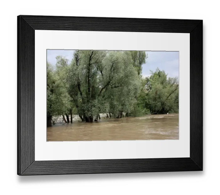 Framed Print : Trees in the water, River Rhine, Rheinfelden, Switzerland