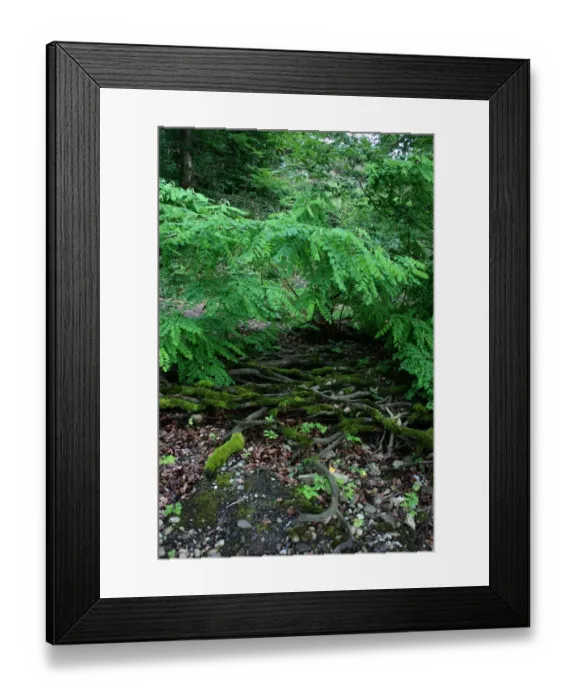 Framed Print : Riverbank, River Rhine, Rheinfelden, Switzerland Framed Print : Riverbank, River Rhine, Rheinfelden, Switzerland