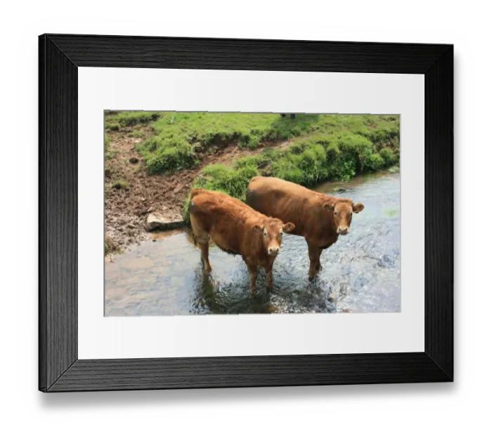 Framed Print : Cows in Devon field, UK Framed Print : Cows in Devon field, UK