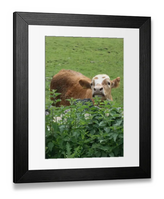 Framed Print : Cow and stinging nettles Framed Print : Cow and stinging nettles