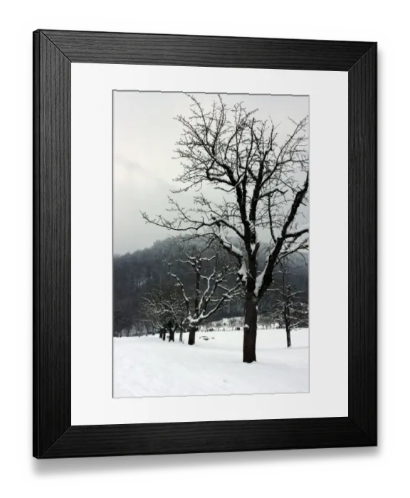 Framed Print : Winter trees. Arlesheim, Switzerland