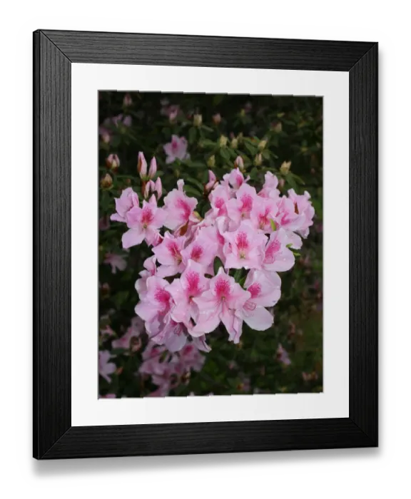 Framed Print : Rhododendron