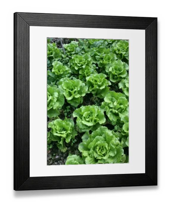 Framed Print : Bed of lettuce Framed Print : Bed of lettuce