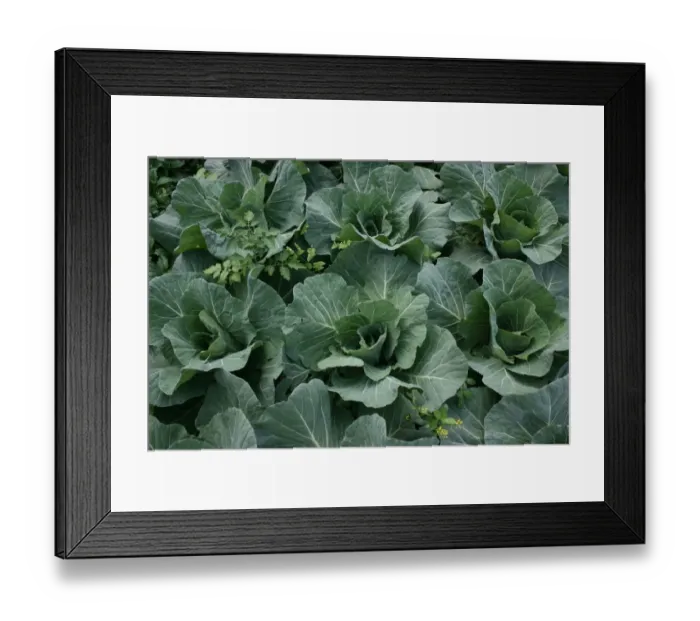 Framed Print : Cabbage