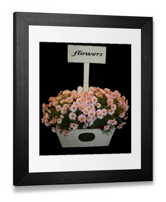 Framed Print : Box of daisies