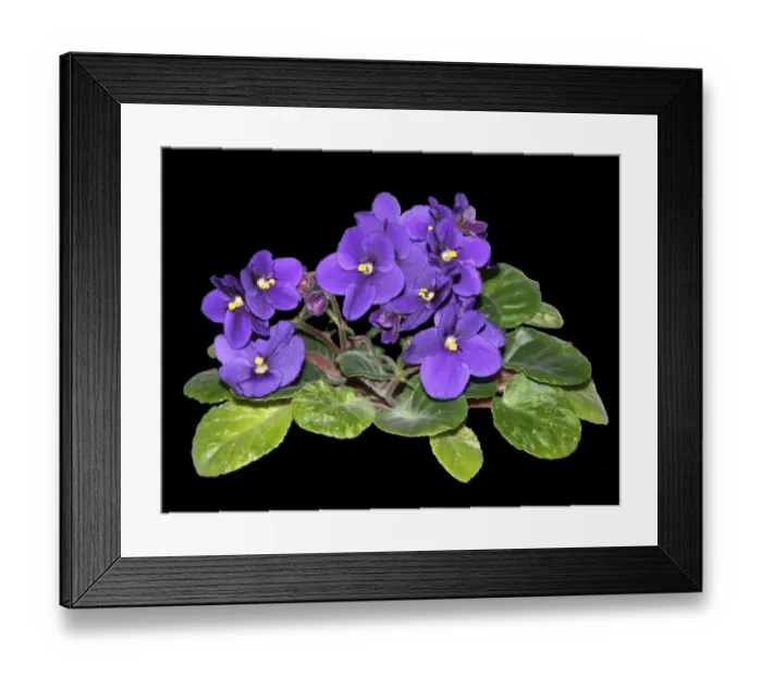 Framed Print : African violet Framed Print : African violet