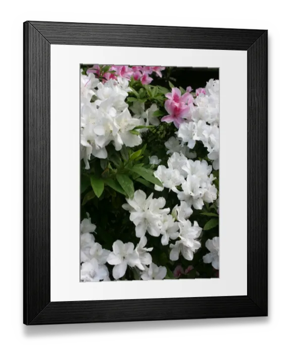 Framed Print : Rhododendron Framed Print : Rhododendron