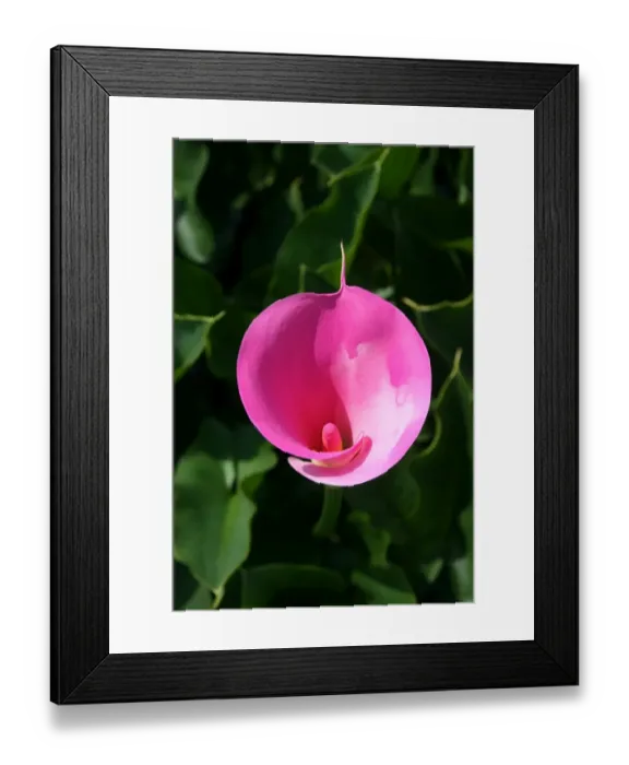 Framed Print : Pink lily at the Calla Lily Plantation, Yangmingshan National Park, Taipei County, Taiwan Framed Print : Pink lily at the Calla Lily Plantation, Yangmingshan National Park, Taipei County, Taiwan