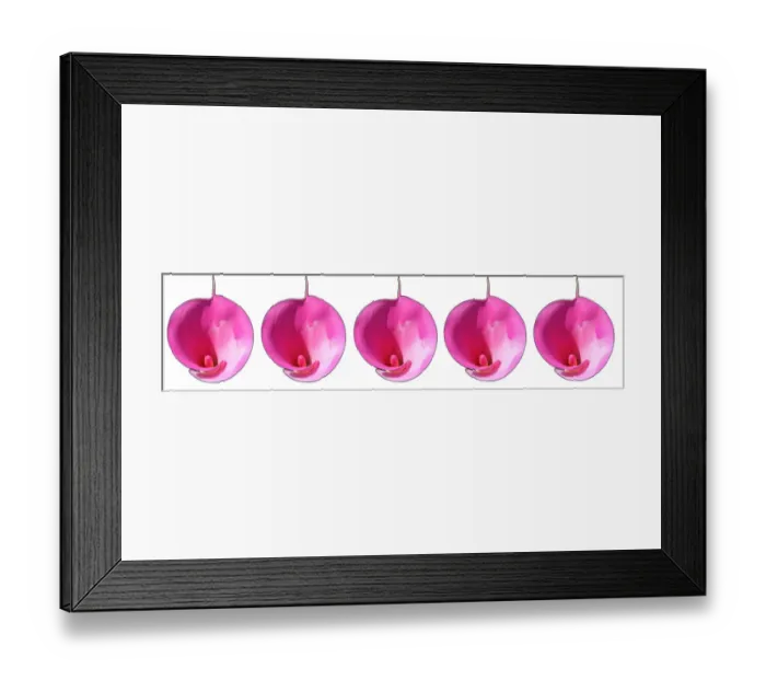 Framed Print : Pink lilies