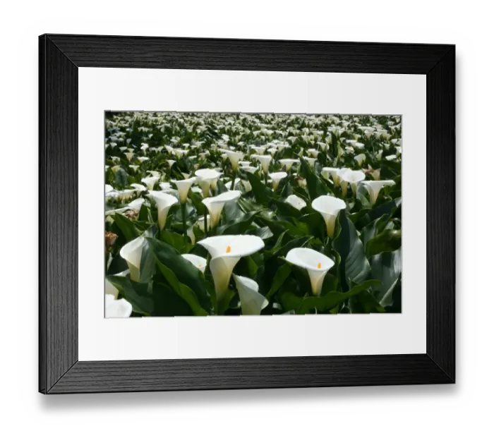 Framed Print : Lilies growing at Calla Lily Plantation Taiwan Framed Print : Lilies growing at Calla Lily Plantation Taiwan
