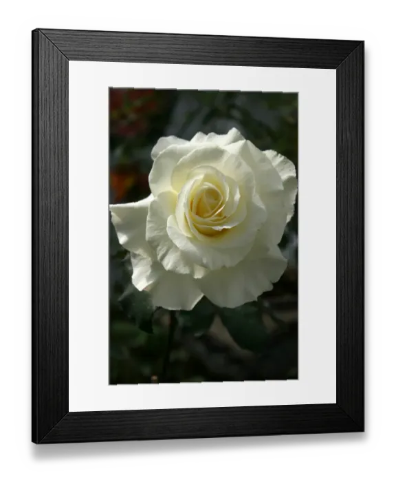 Framed Print : Roses Framed Print : Roses