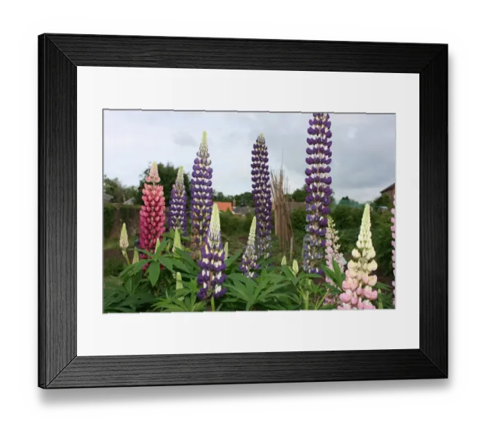 Framed Print : Lupin (Rights managed)
