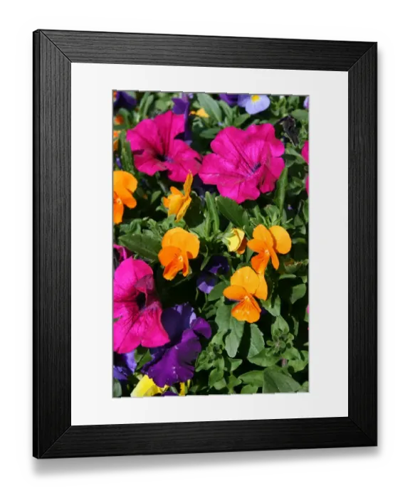 Framed Print : Petunias and pansies