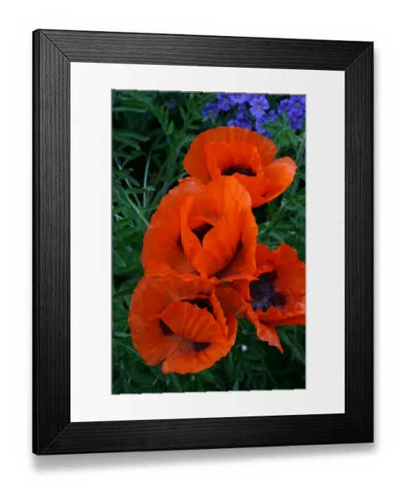 Framed Print : Poppies Framed Print : Poppies