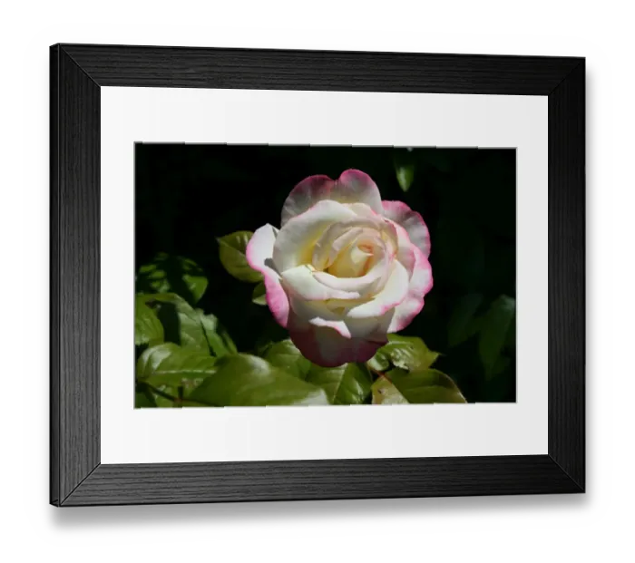 Framed Print : Rose Framed Print : Rose