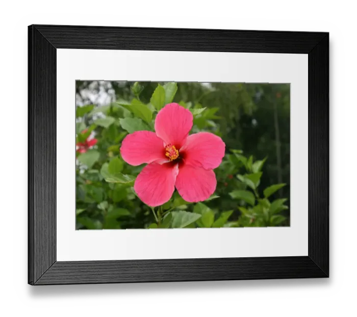 Framed Print : Hibiscus