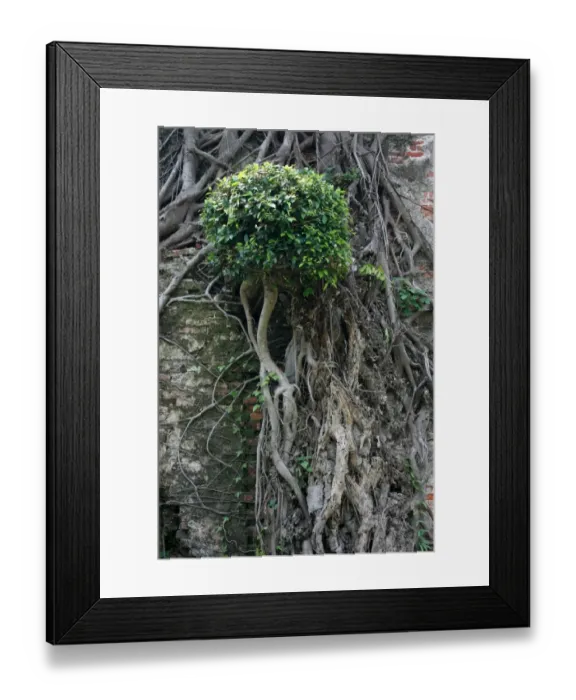 Framed Print : Tree on a wall, Anping Fort, Tainan, Taiwan