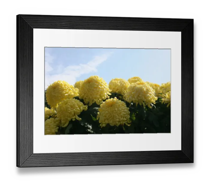 Framed Print : Chrysanthemum at the Taipei Chrysanthemum Show 2011 Framed Print : Chrysanthemum at the Taipei Chrysanthemum Show 2011