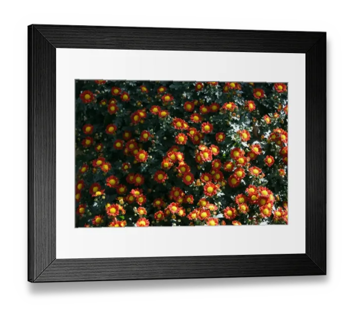 Framed Print : Crysthanamums at the Taipei Crysthanamum Show 2011 Framed Print : Crysthanamums at the Taipei Crysthanamum Show 2011