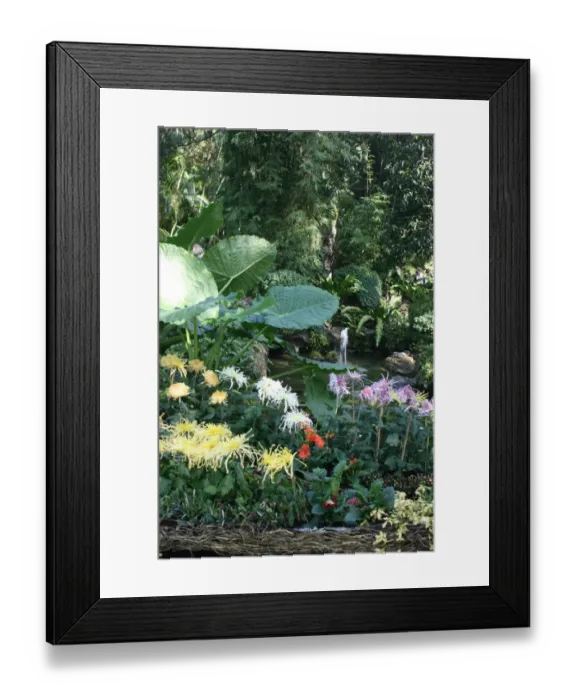 Framed Print : Chrysanthemum at the Taipei Chrysanthemum Show 2011 Framed Print : Chrysanthemum at the Taipei Chrysanthemum Show 2011